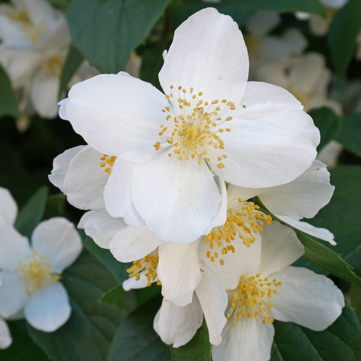 PHILADELPHUS CORONARIUS W 3-min