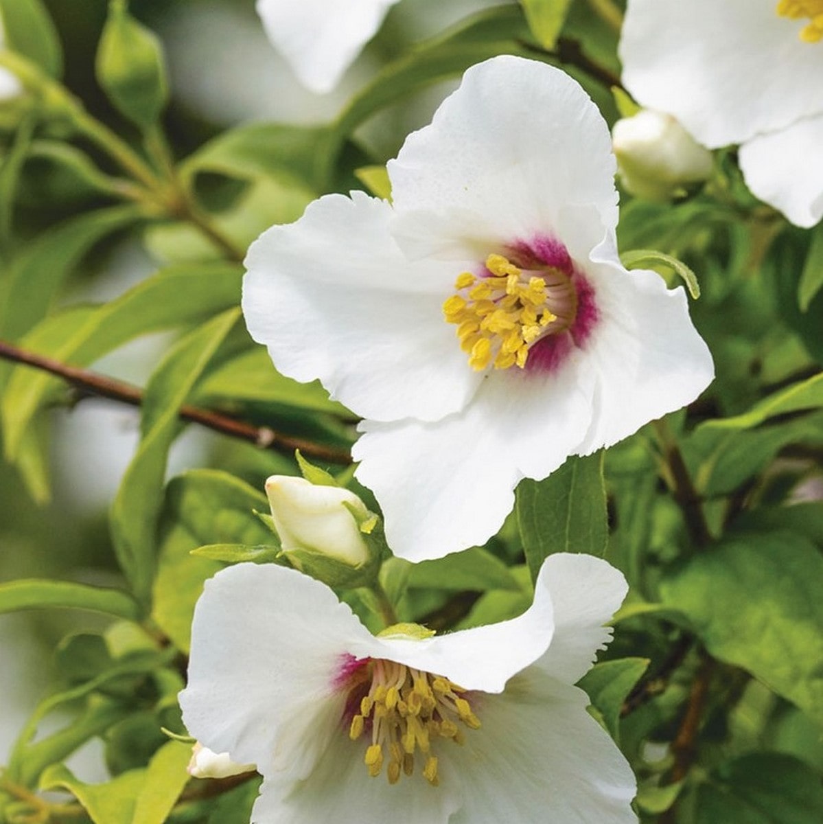 PHILADELPHUS BELLE ETOILE W-min