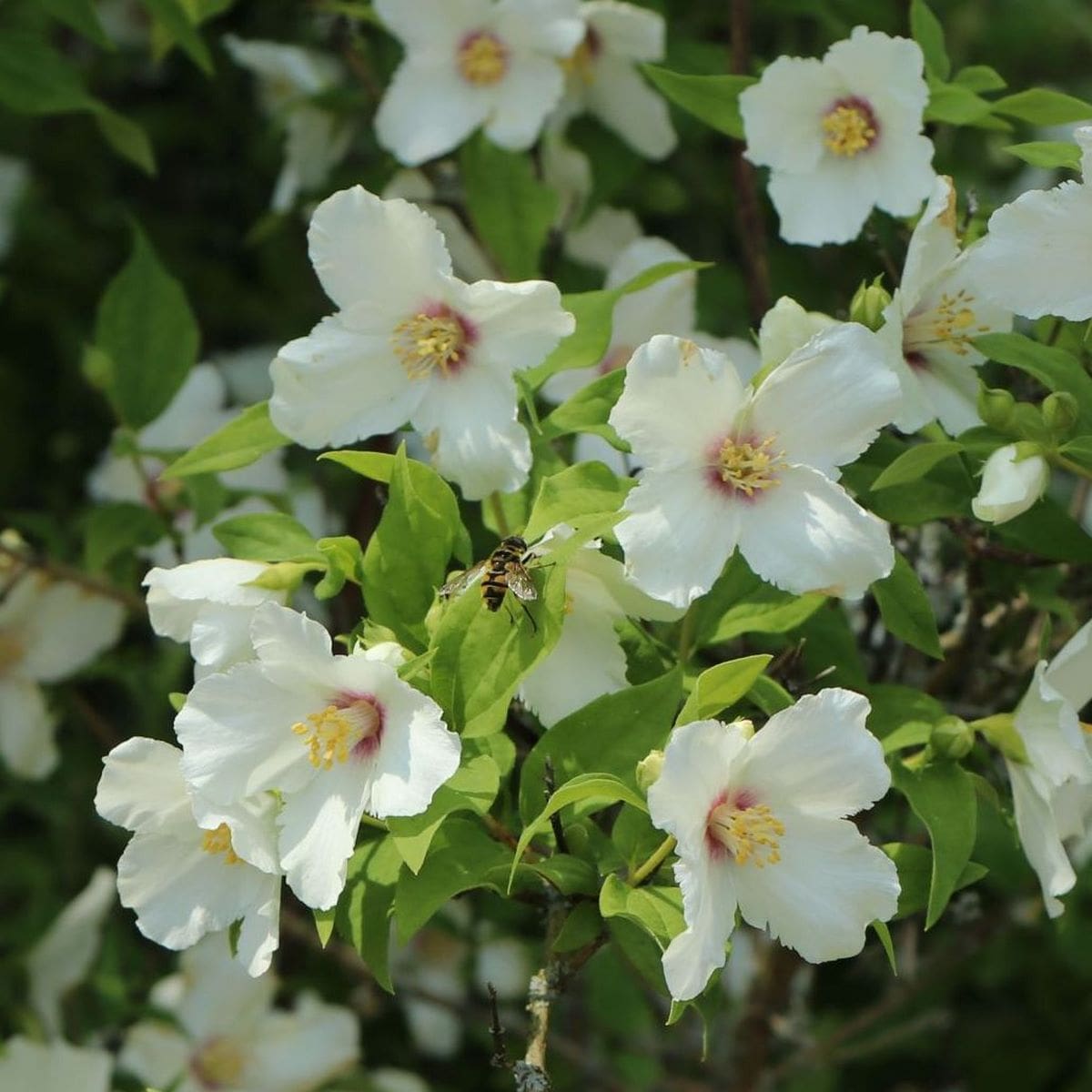 PHILADELPHUS BELLE ETOILE W 3-min