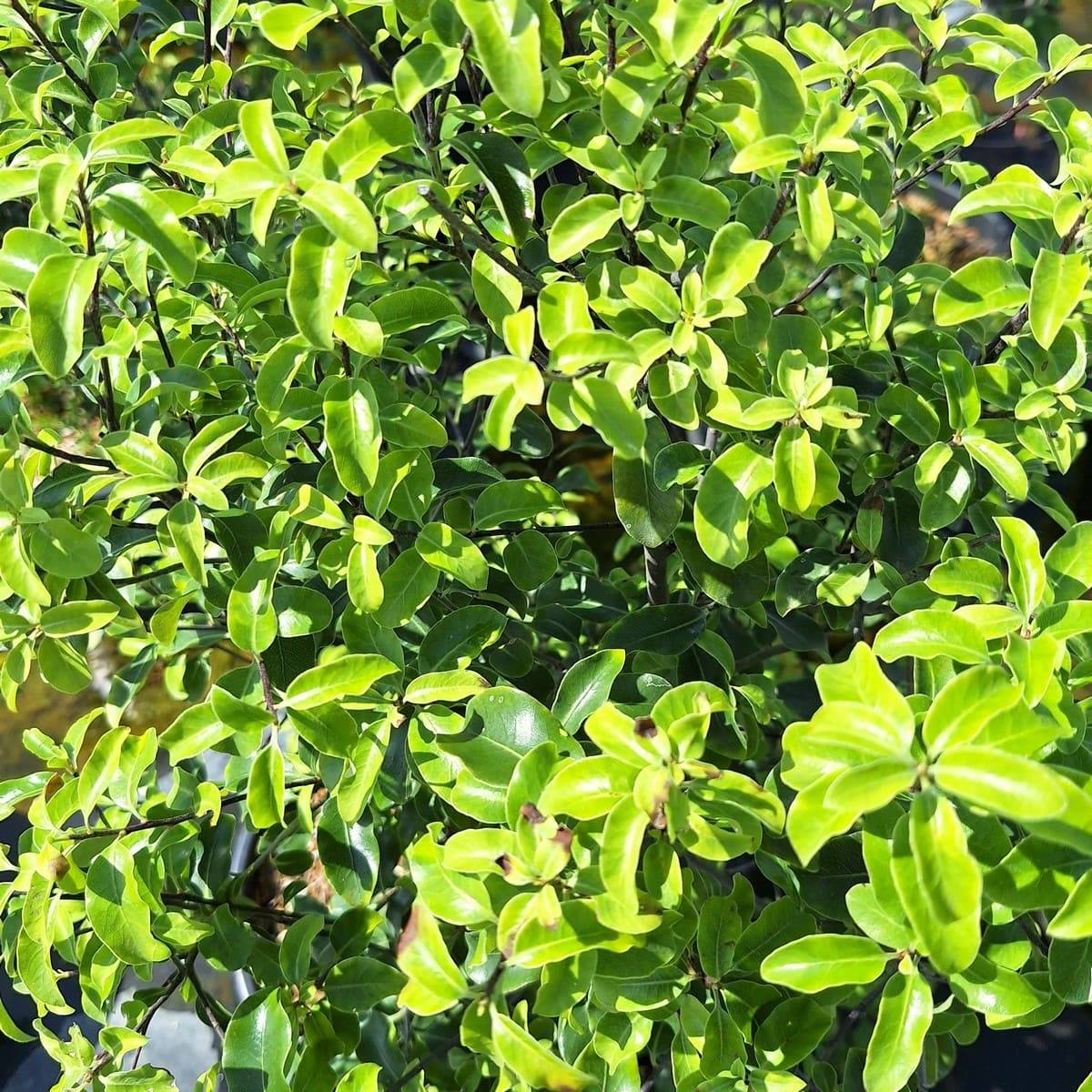 PITTOSPORUM TENUIFOLIUM-min