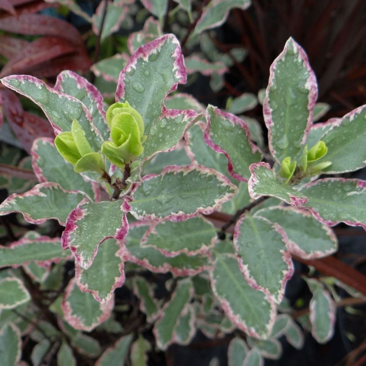 PITTOSPORUM ELIZABETH W-min