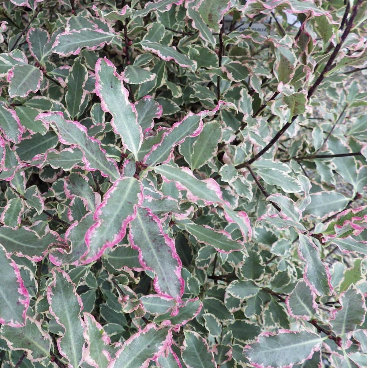 PITTOSPORUM ELIZABETH W 2-min