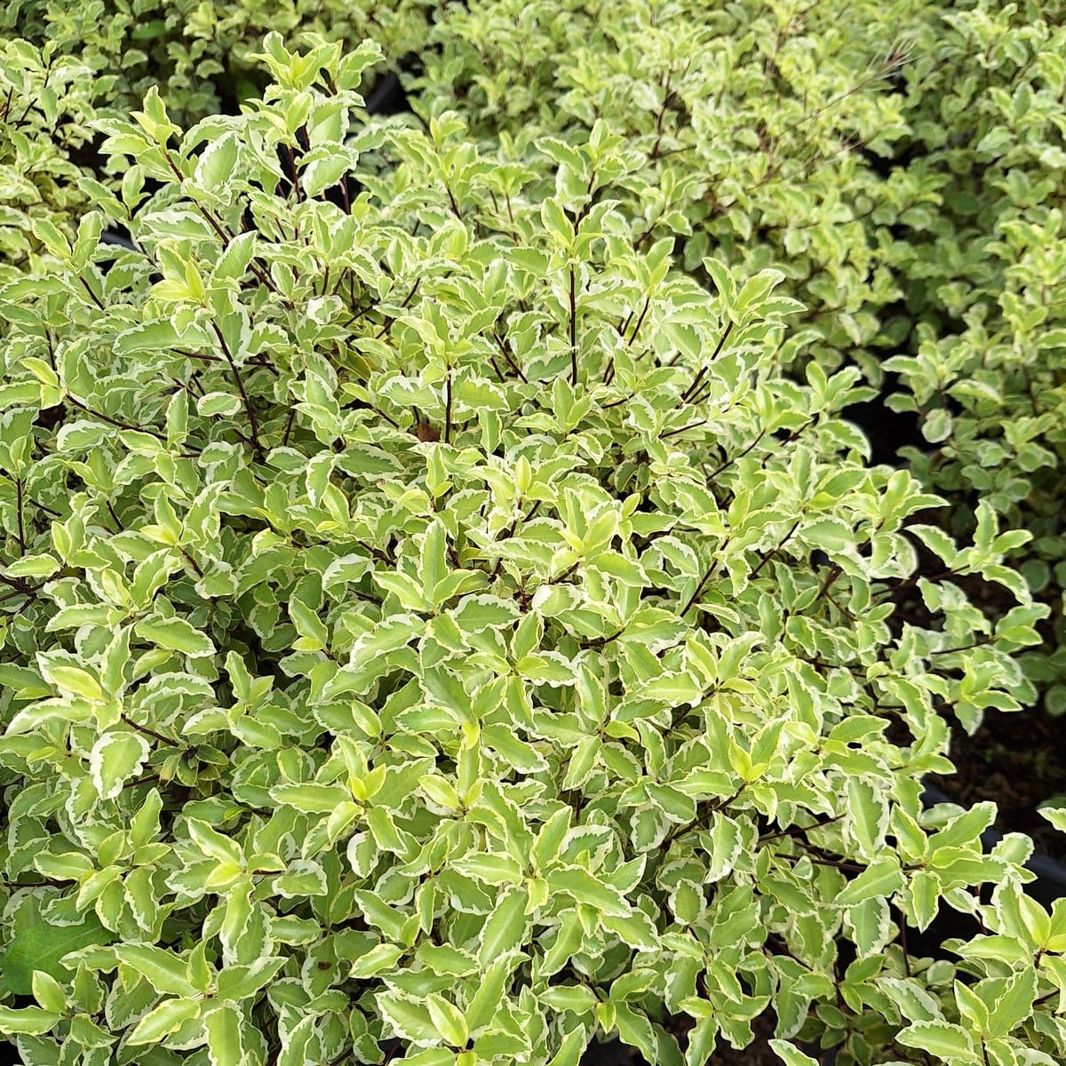 PITTOSPORUM VARIEGATUM (2)-min