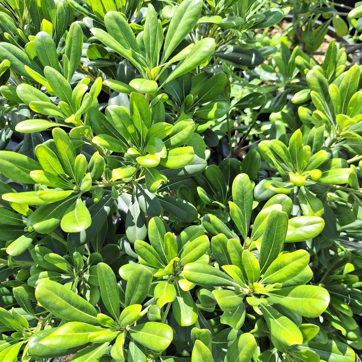 PITTOSPORUM TOBIRA (2)-min