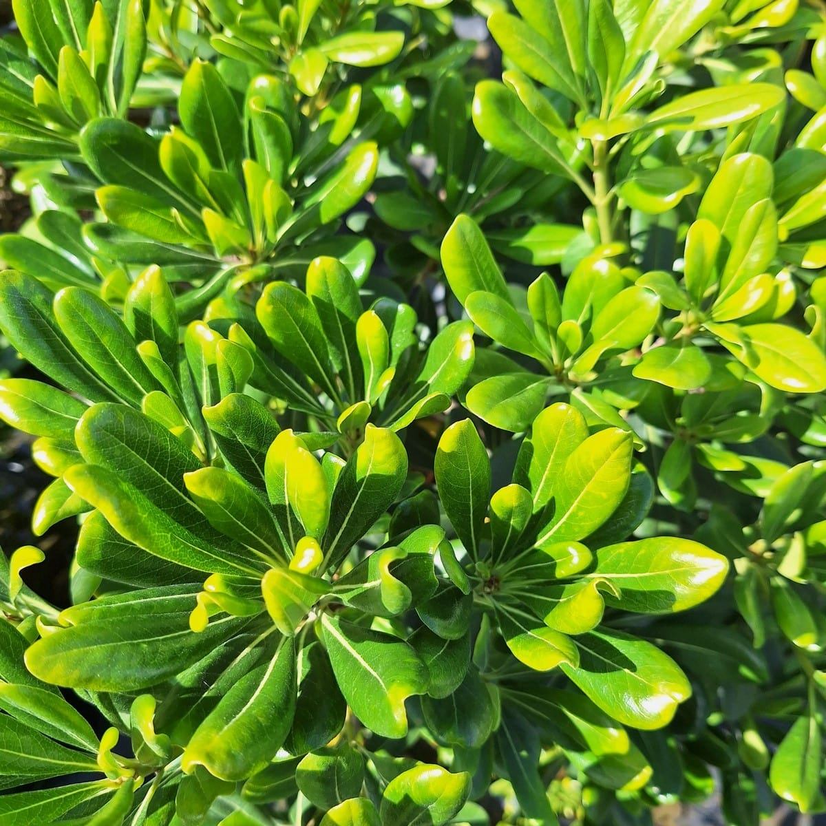 PITTOSPORUM TOBIRA-min
