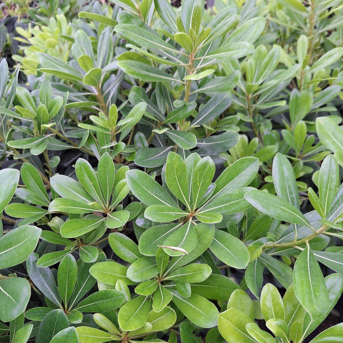 PITTOSPORUM TOBIRA NANA 2-min