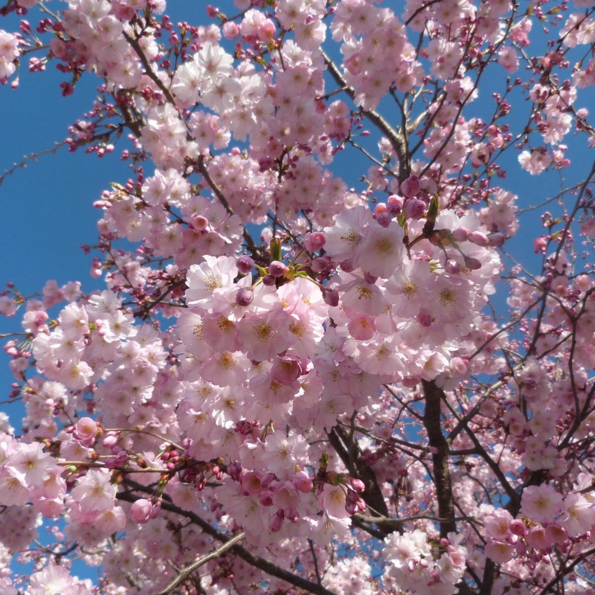 PRUNUS ACCOLADE W-min