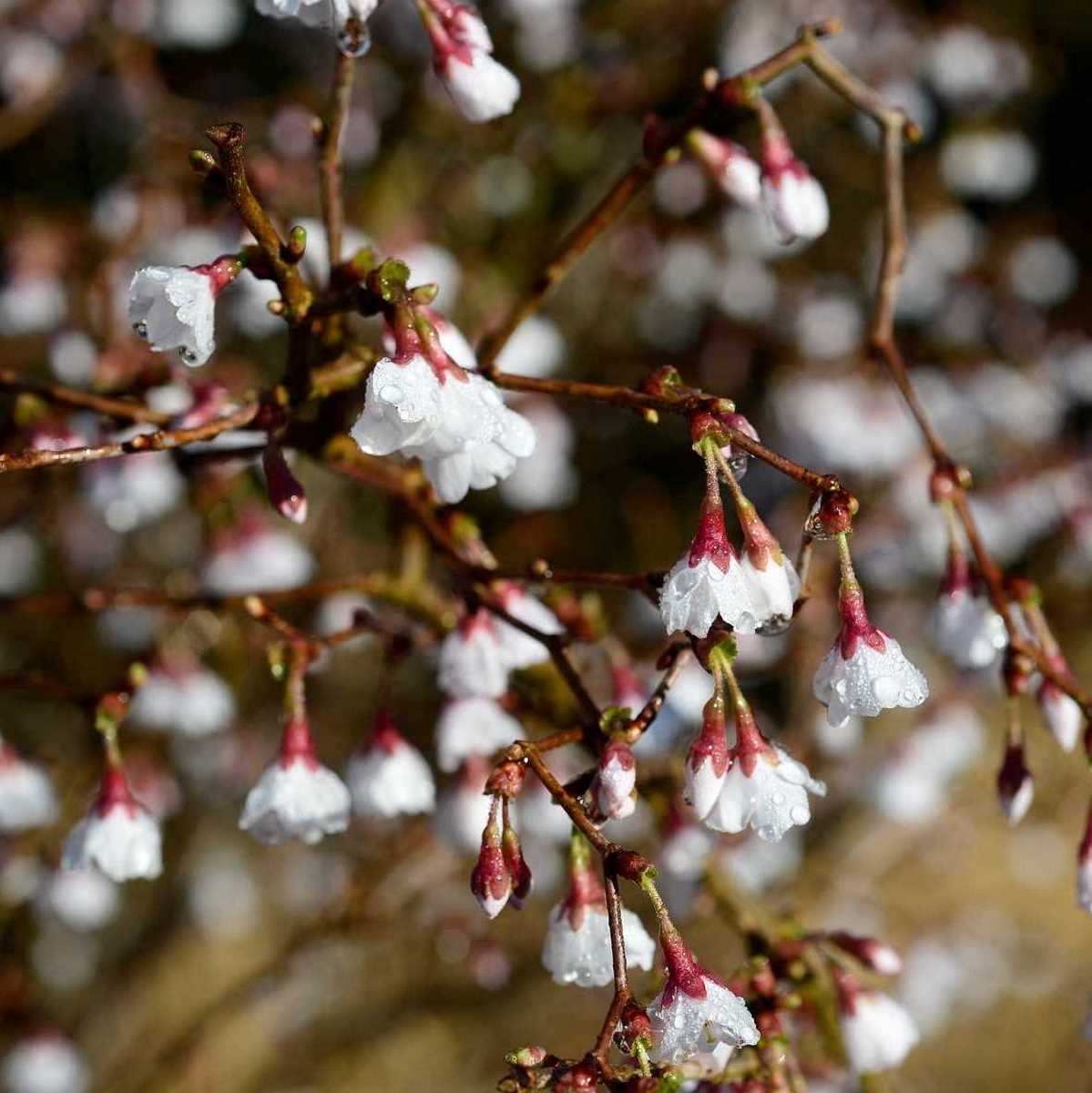 PRUNUS KOJO NO MAI 2 MINIER-min