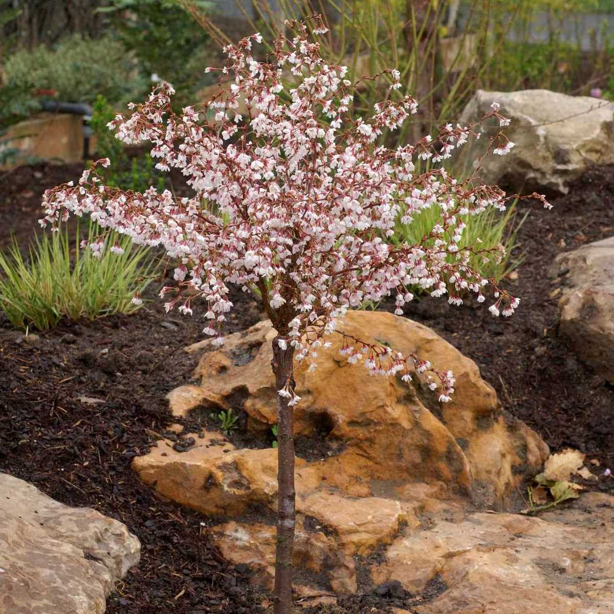PRUNUS KOJO NO MAI 3 MINIER-min