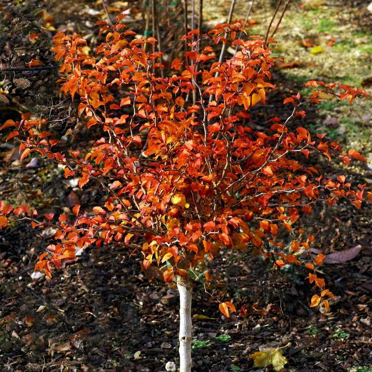 PRUNUS KOJO NO MAI 4 MINIER-min