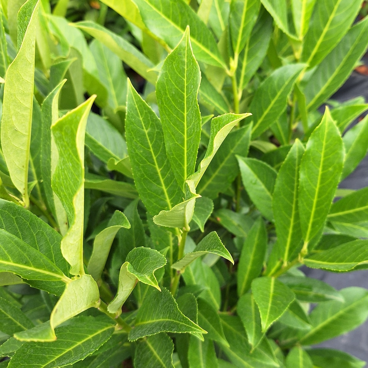 PRUNUS FONTANETTE (2)-min