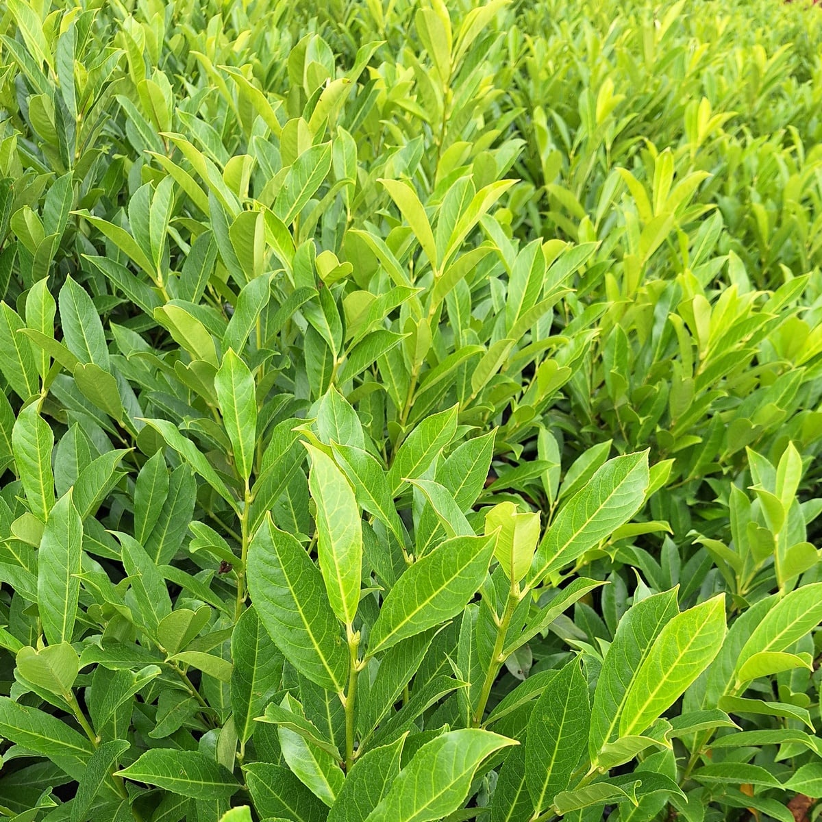 PRUNUS FONTANETTE-min