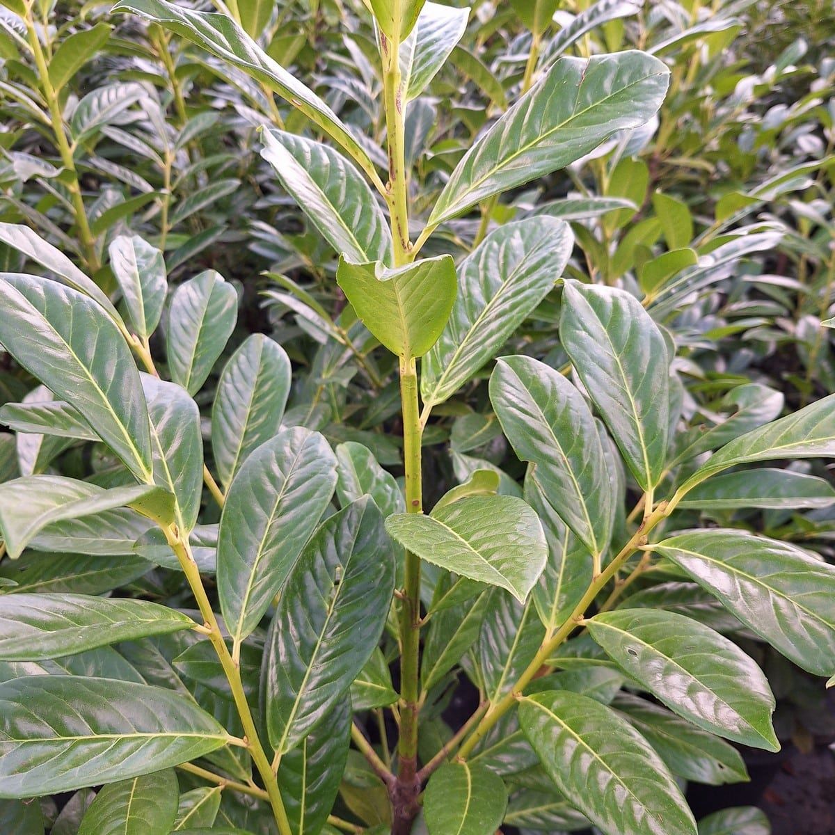 PRUNUS ROTUNDIFOLIA (2)-min
