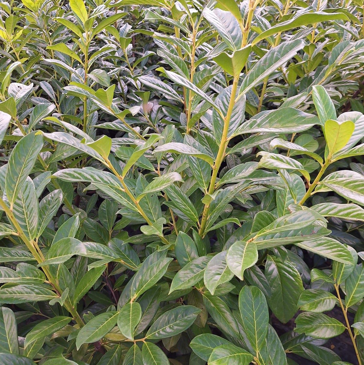 PRUNUS ROTUNDIFOLIA (3)-min