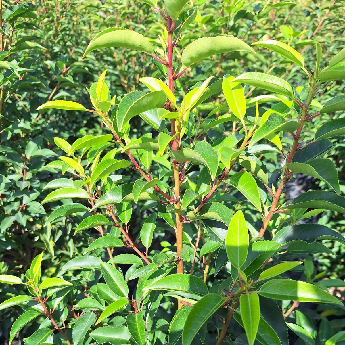 PRUNUS BRENELIA (2)-min