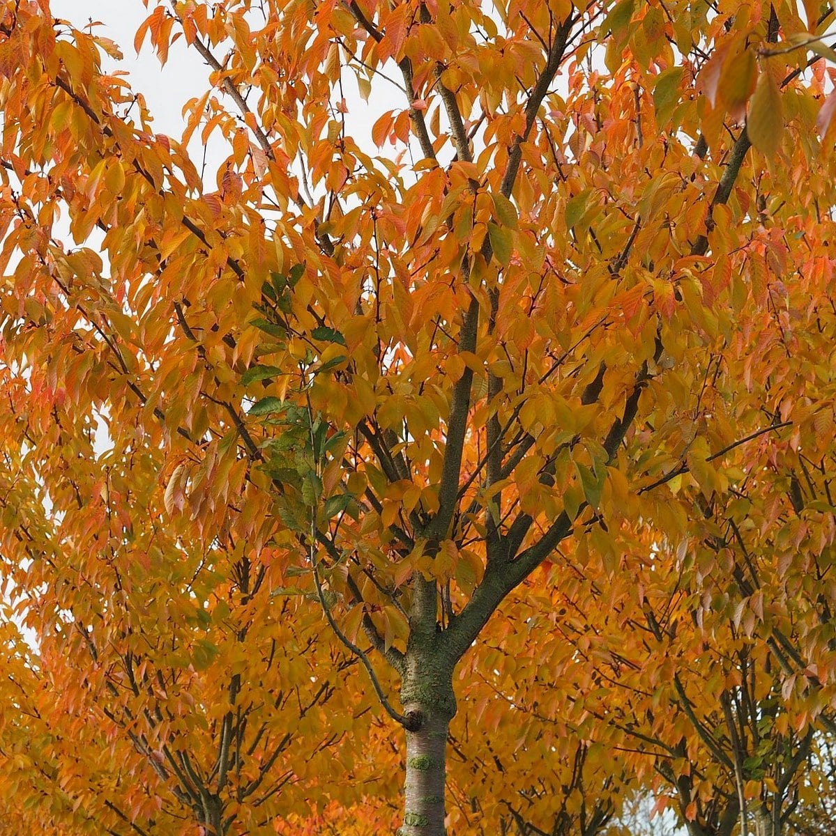 PRUNUS KANZAN W 4-min