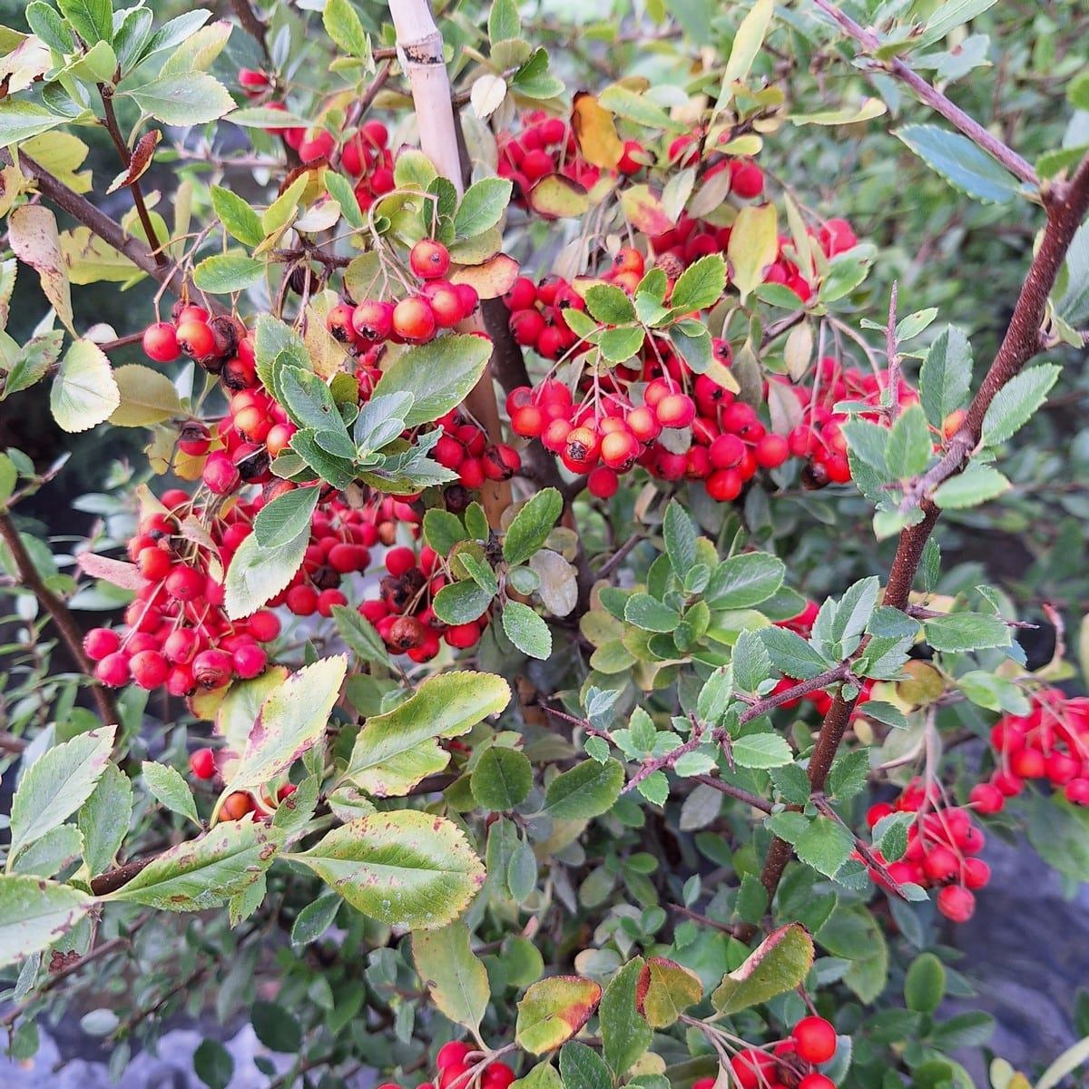 PYRACANTHA RED COLUMN (4)-min