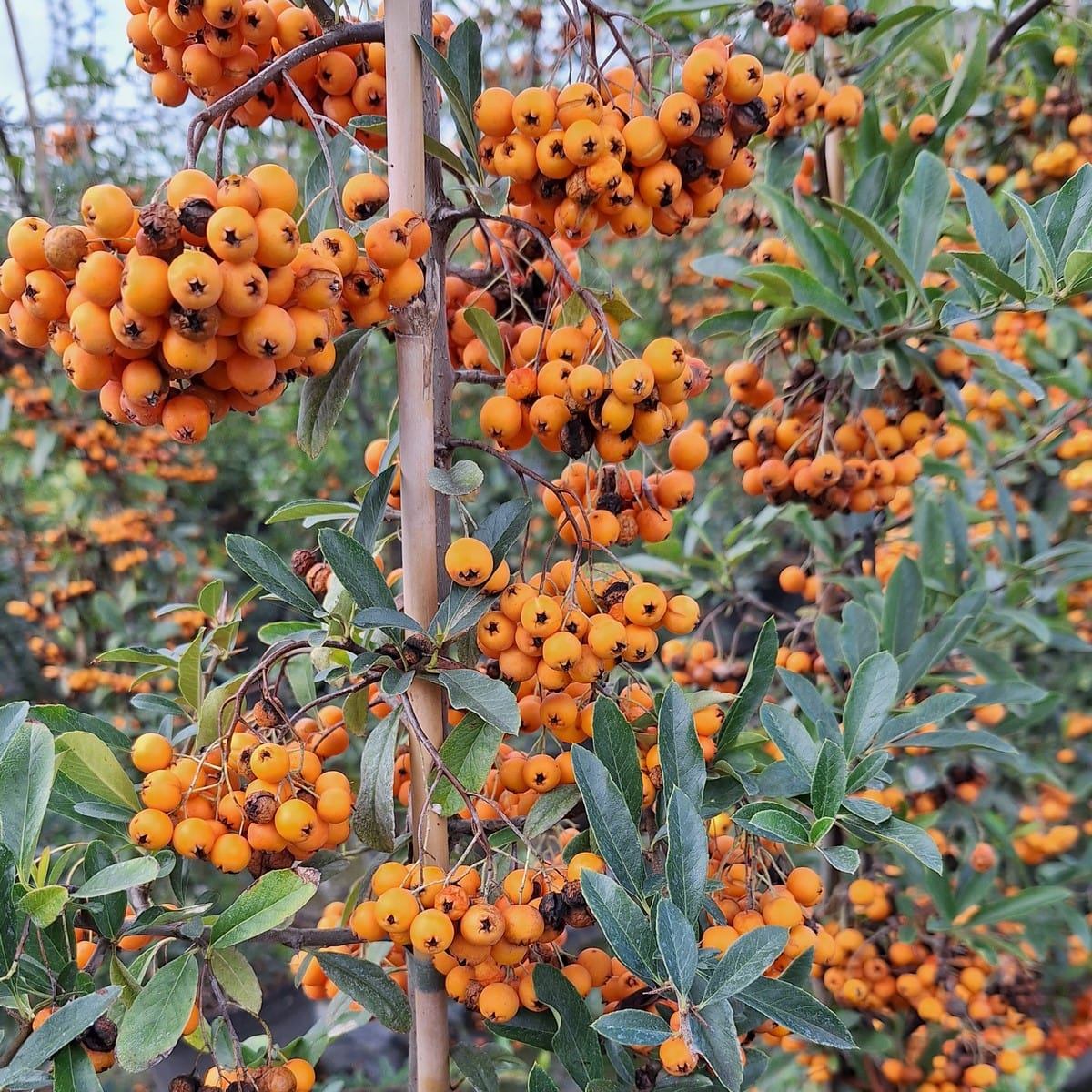 PYRACANTHA ORANGE GLOW (4)-min