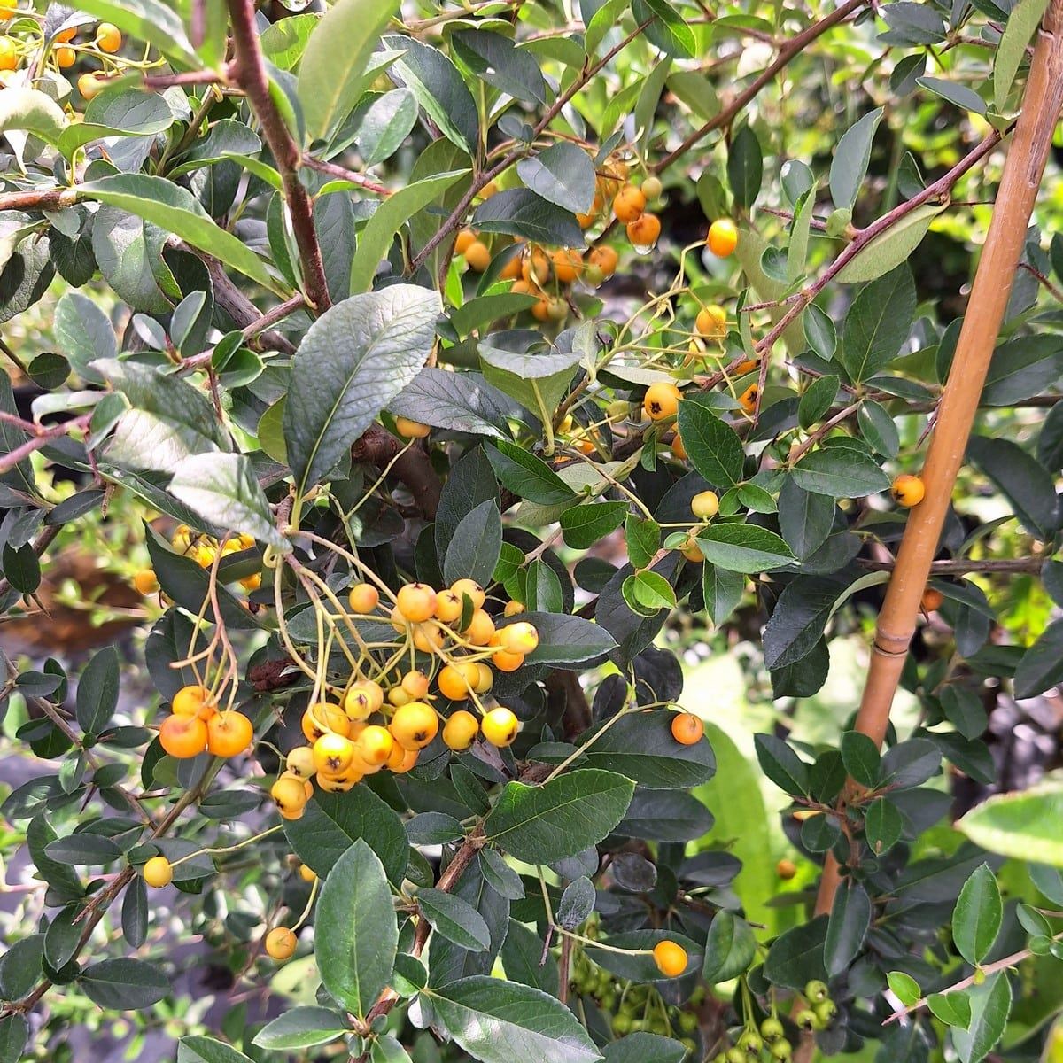PYRACANTHA SOLEIL DOR (2)-min