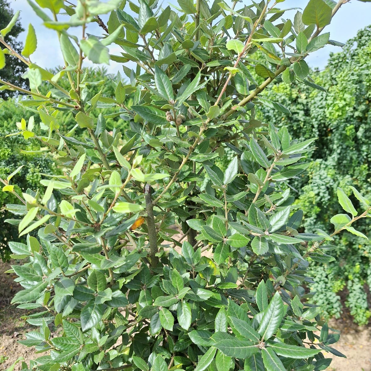 QUERCUS ILEX (2)-min