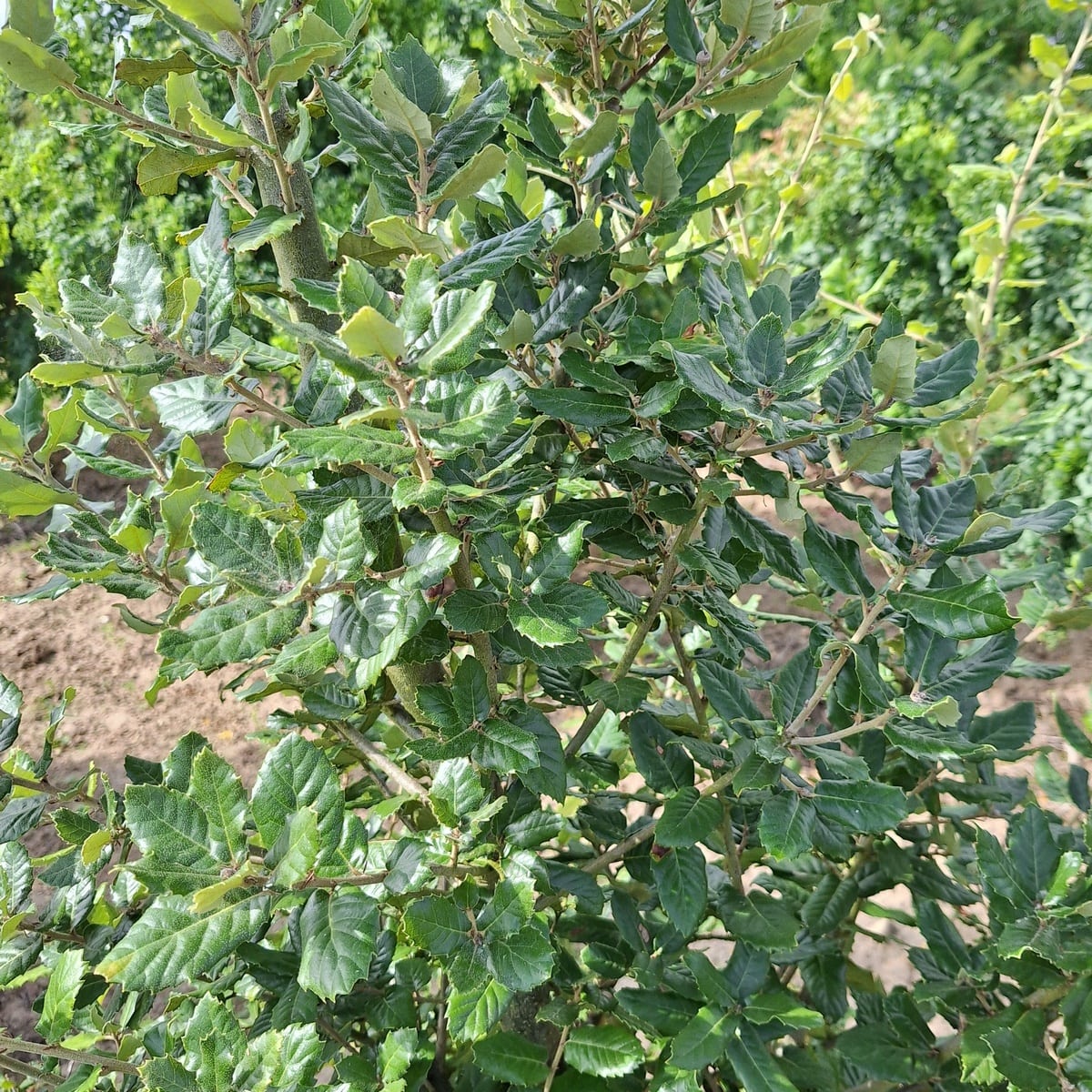 QUERCUS ILEX-min