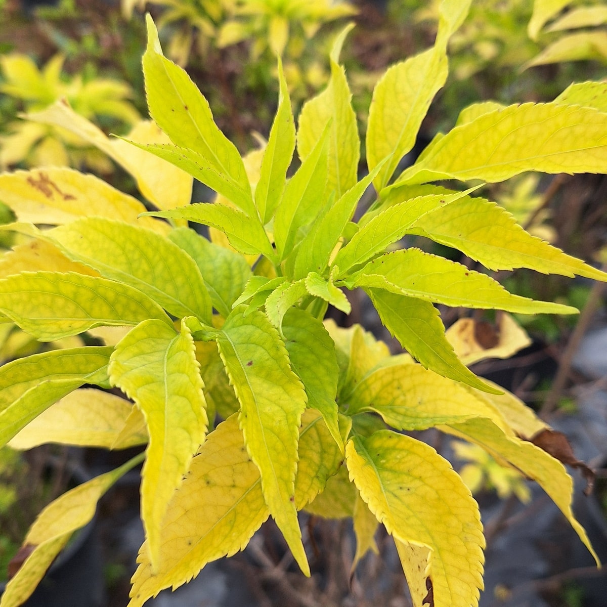 SAMBUCUS AUREA-min