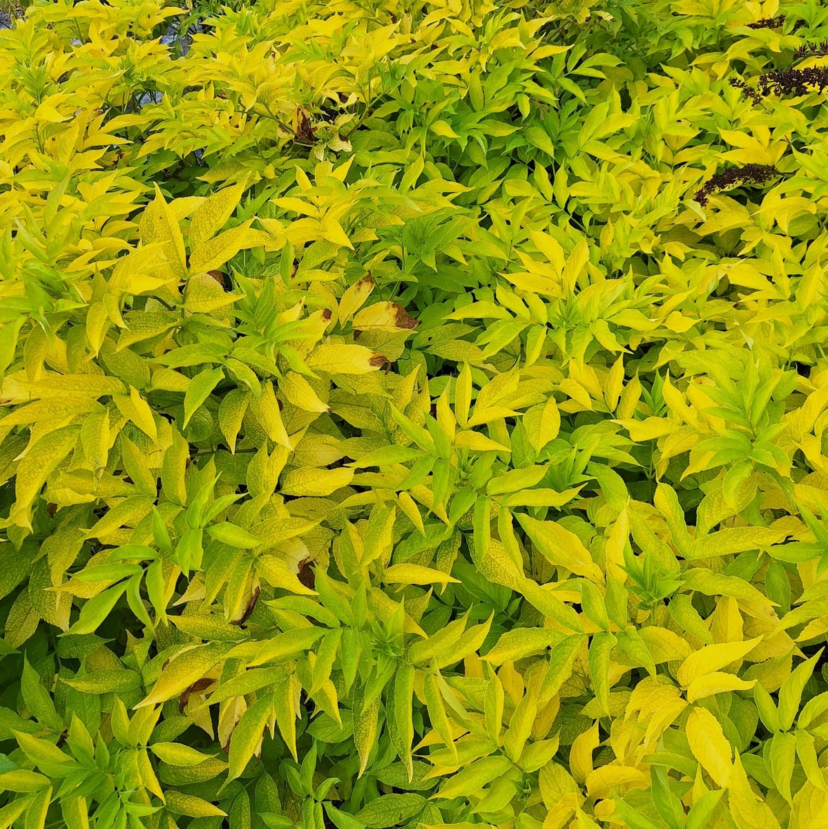 SAMBUCUS AUREA-min (2)