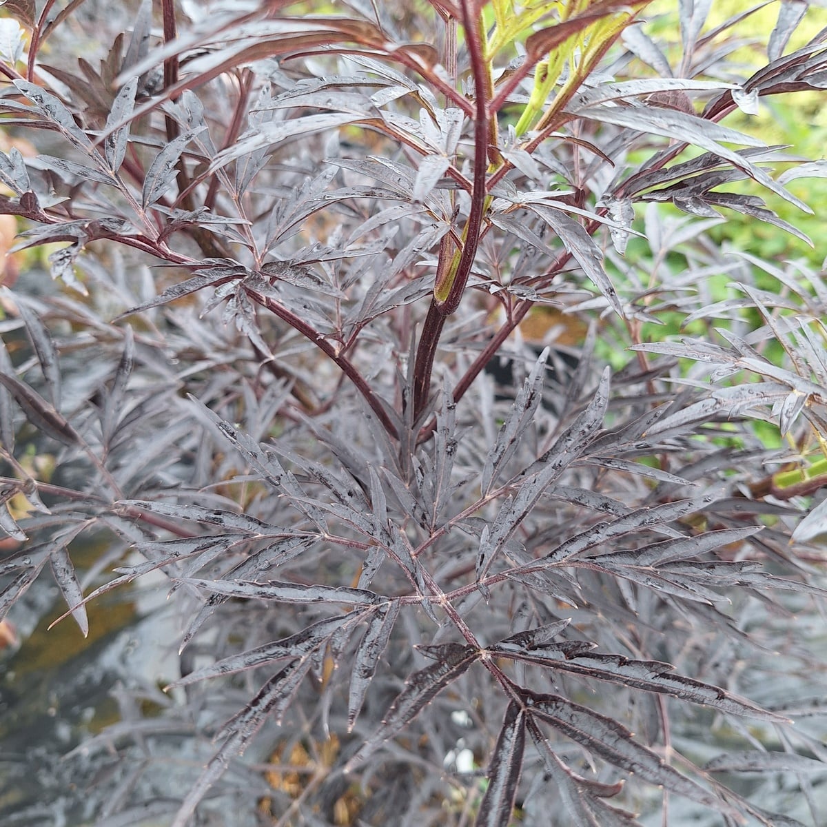 SAMBUCUS BLACK LACE (3)-min
