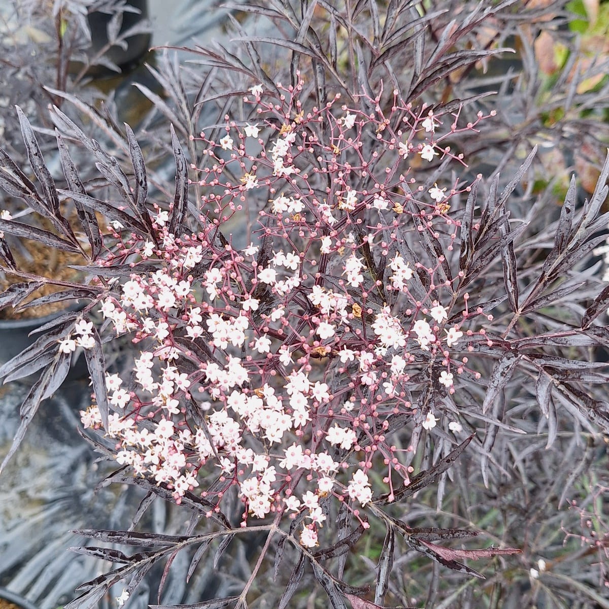SAMBUCUS BLACK LACE-min
