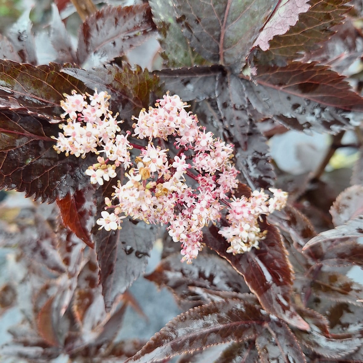 SAMBUCUS BLACK TOWER-min