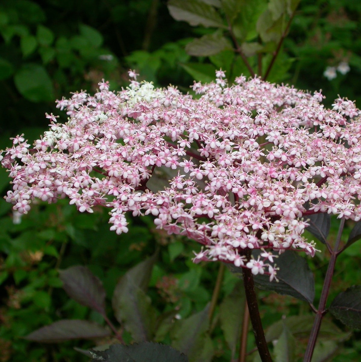 SAMBUCUS PURPUREA W-min