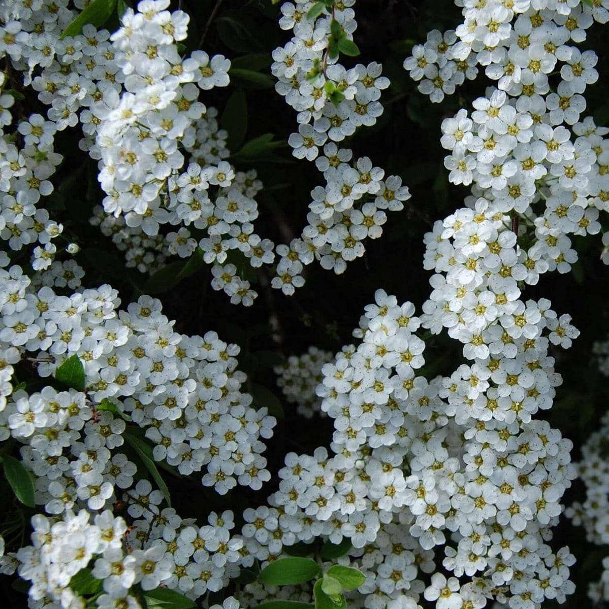 SPIRAEA THUNBERGII W-min