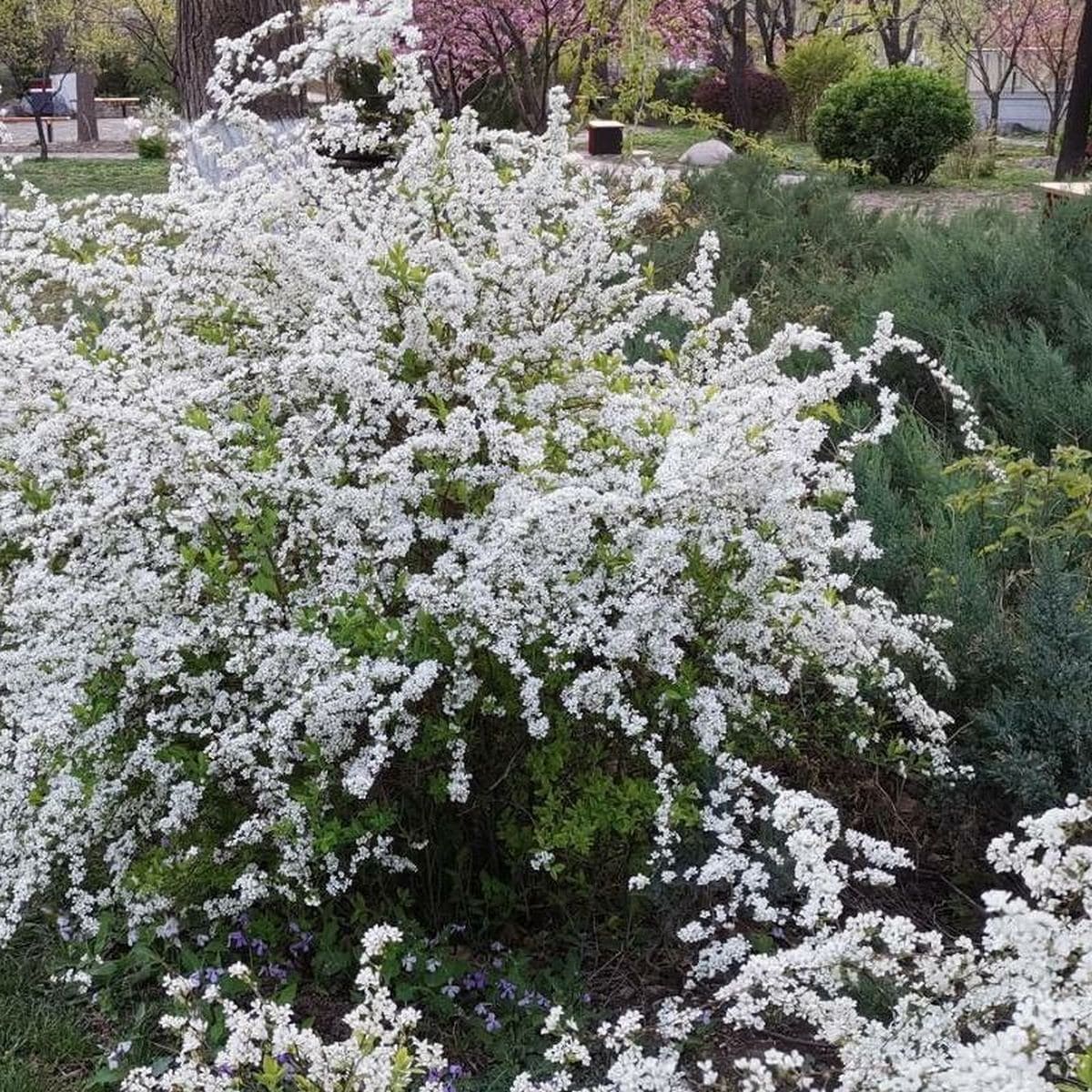 Spiraea Thunbergii Spir e De Thunberg Arbres Et Arbustes Arbustes spiraea-thunbergii-spir-e-de-thunberg-arbres-et-arbustes-arbustes
