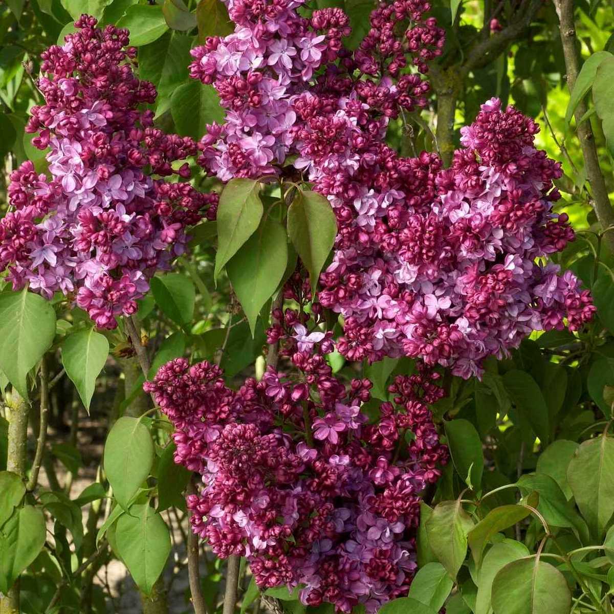 SYRINGA PRINCE WOLKONSKY 3 MINIER-min
