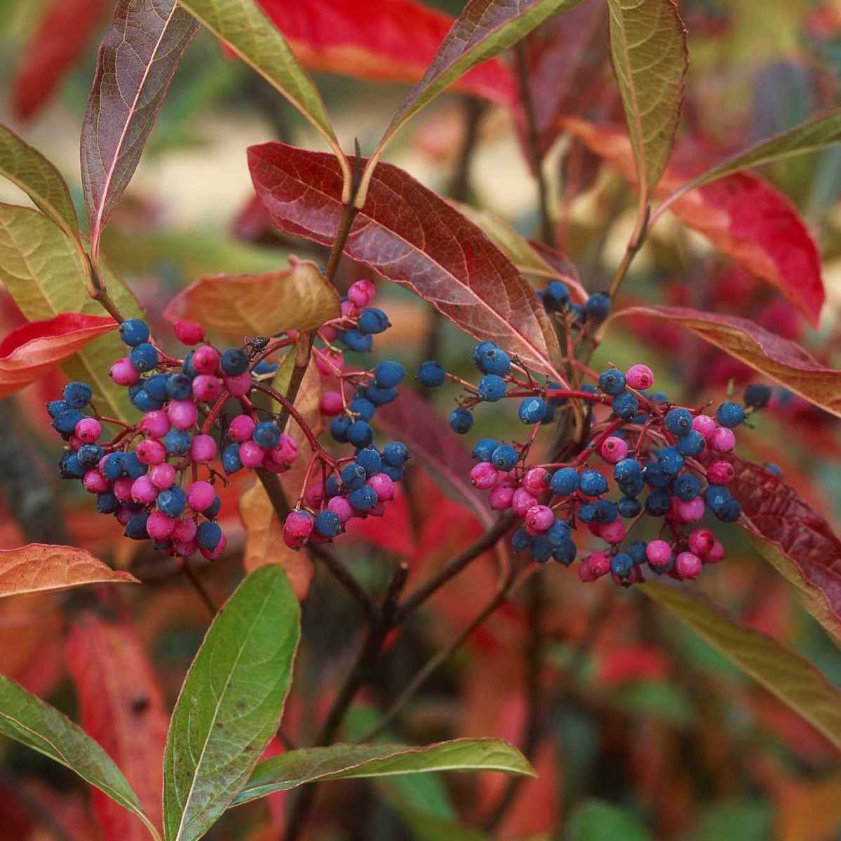VIBURNUM PINK BEAUTY MINIER-min