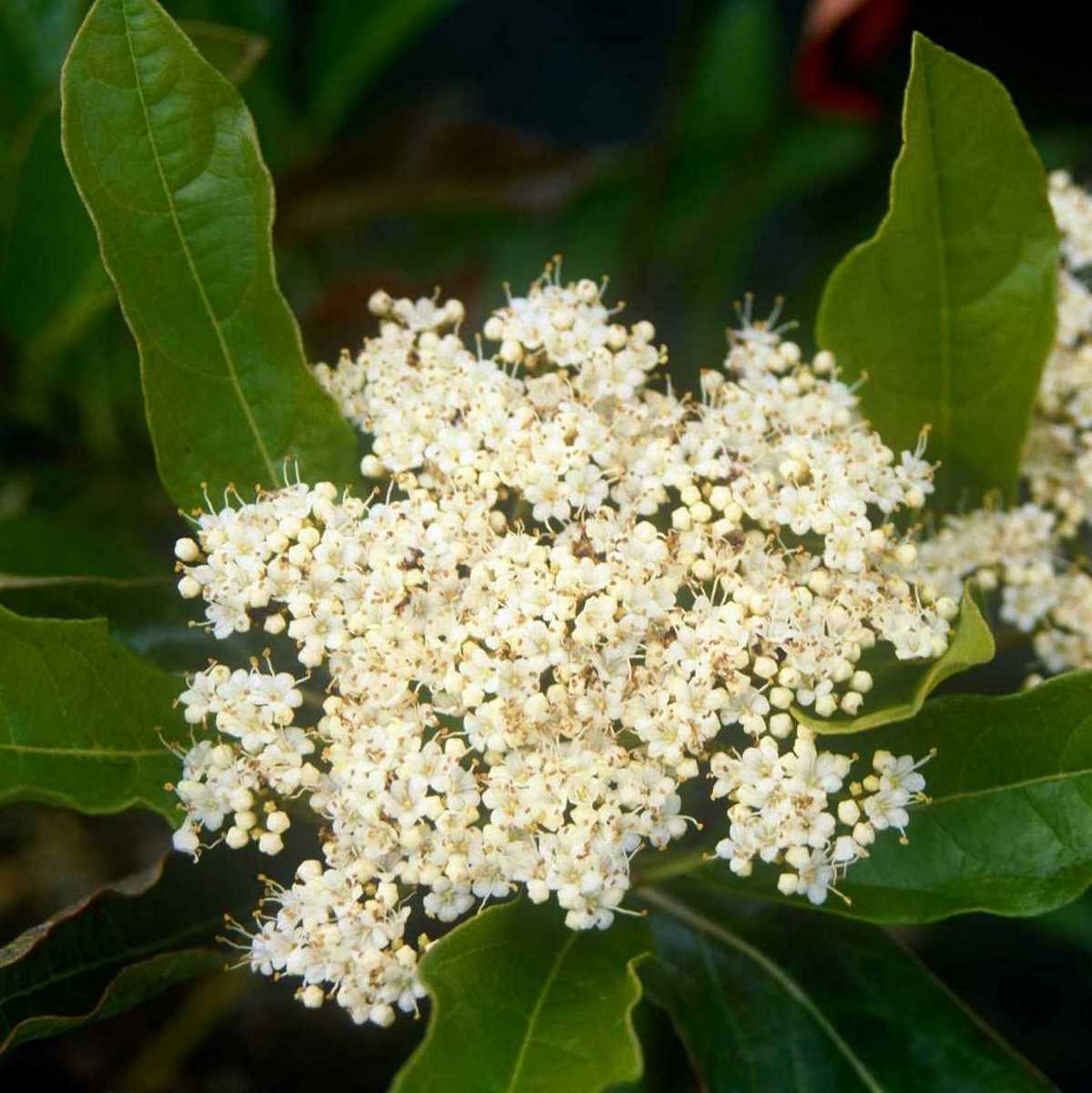 VIBURNUM PINK BEAUTY 6 MINIER-min