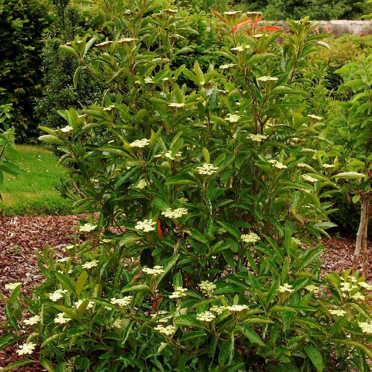 VIBURNUM PINK BEAUTY 5 MINIER-min
