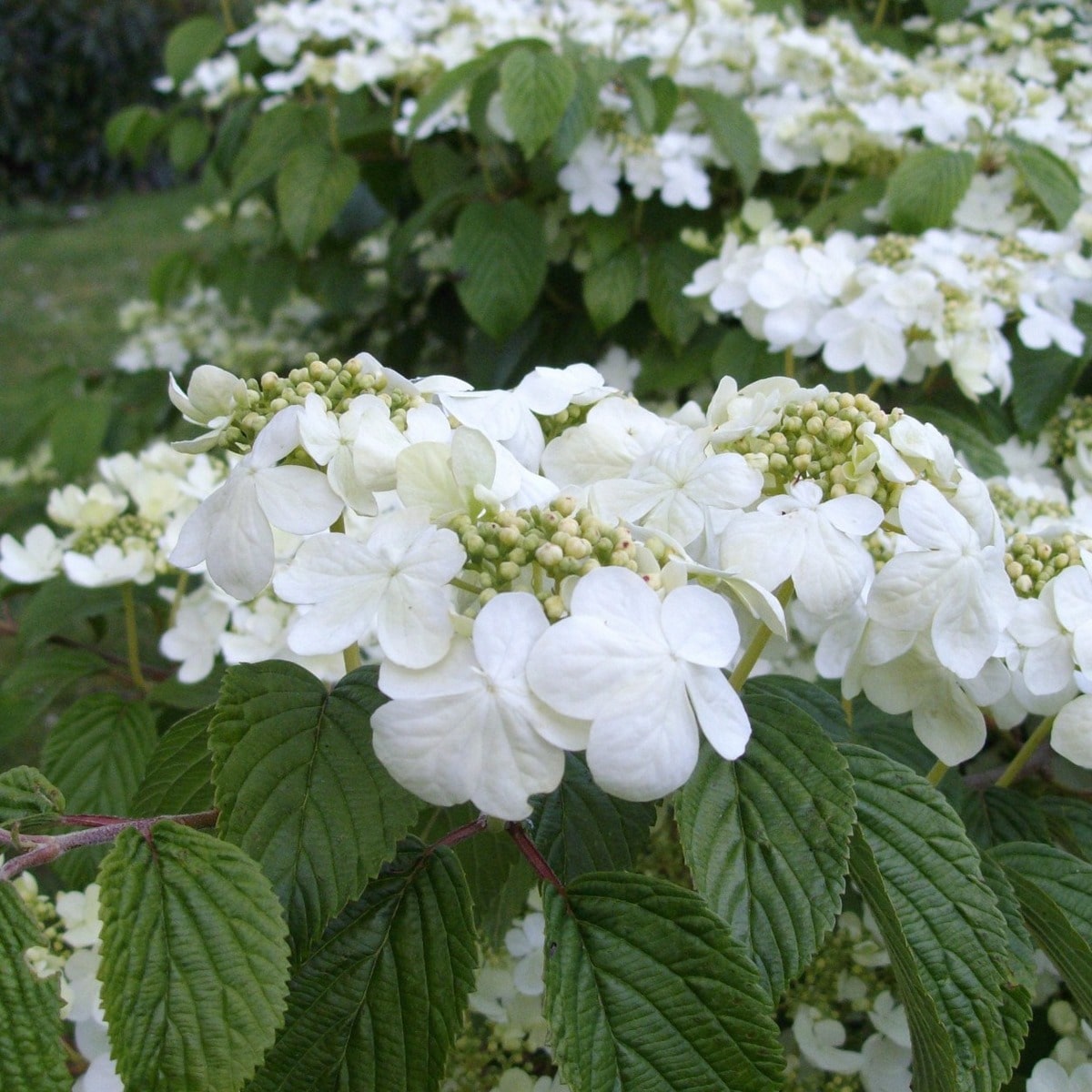 VIBURNUM LANARTH W-min