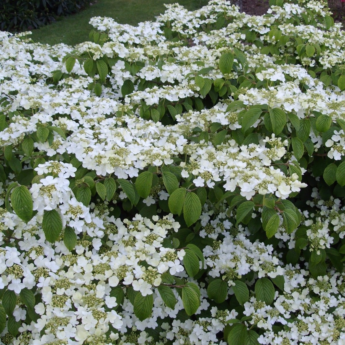 VIBURNUM LANARTH W 3-min