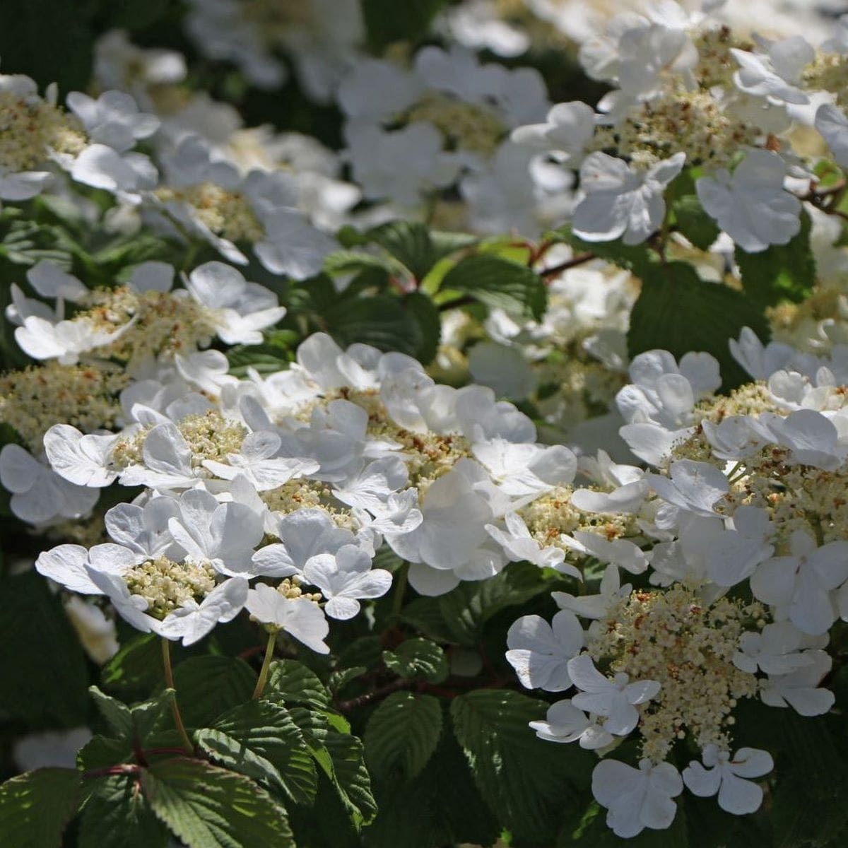 VIBURNUM LANARTH W 2-min