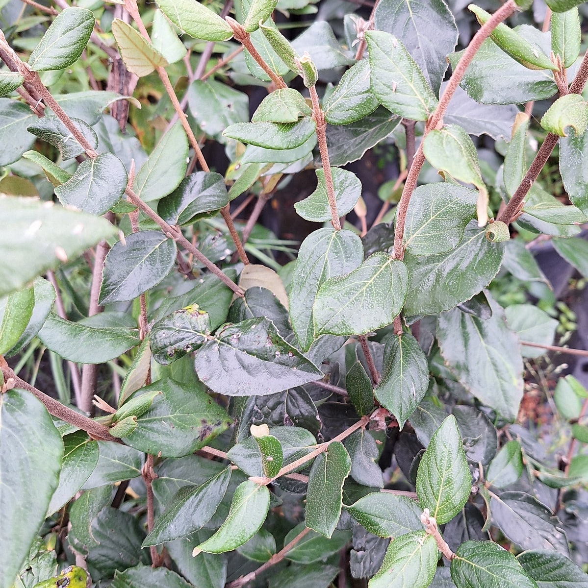 VIBURNUM BURKWODII-min