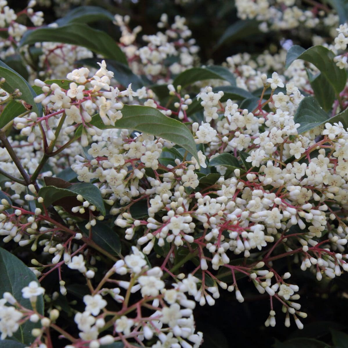 VIBURNUM HILLIERI WINTON W 2-min