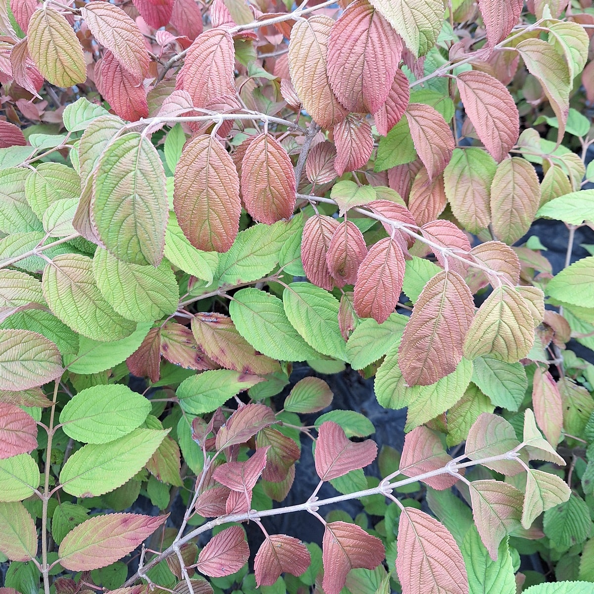 VIBURNUM LANARTH (2)-min