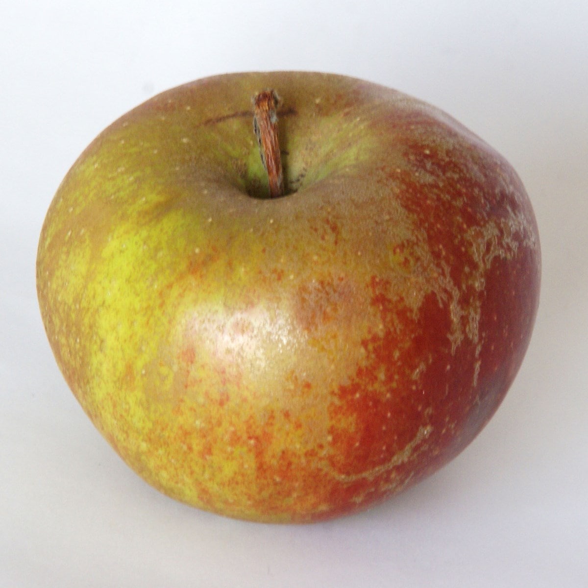 POMMIER BELLE DE BOSKOOP WF (2)-min