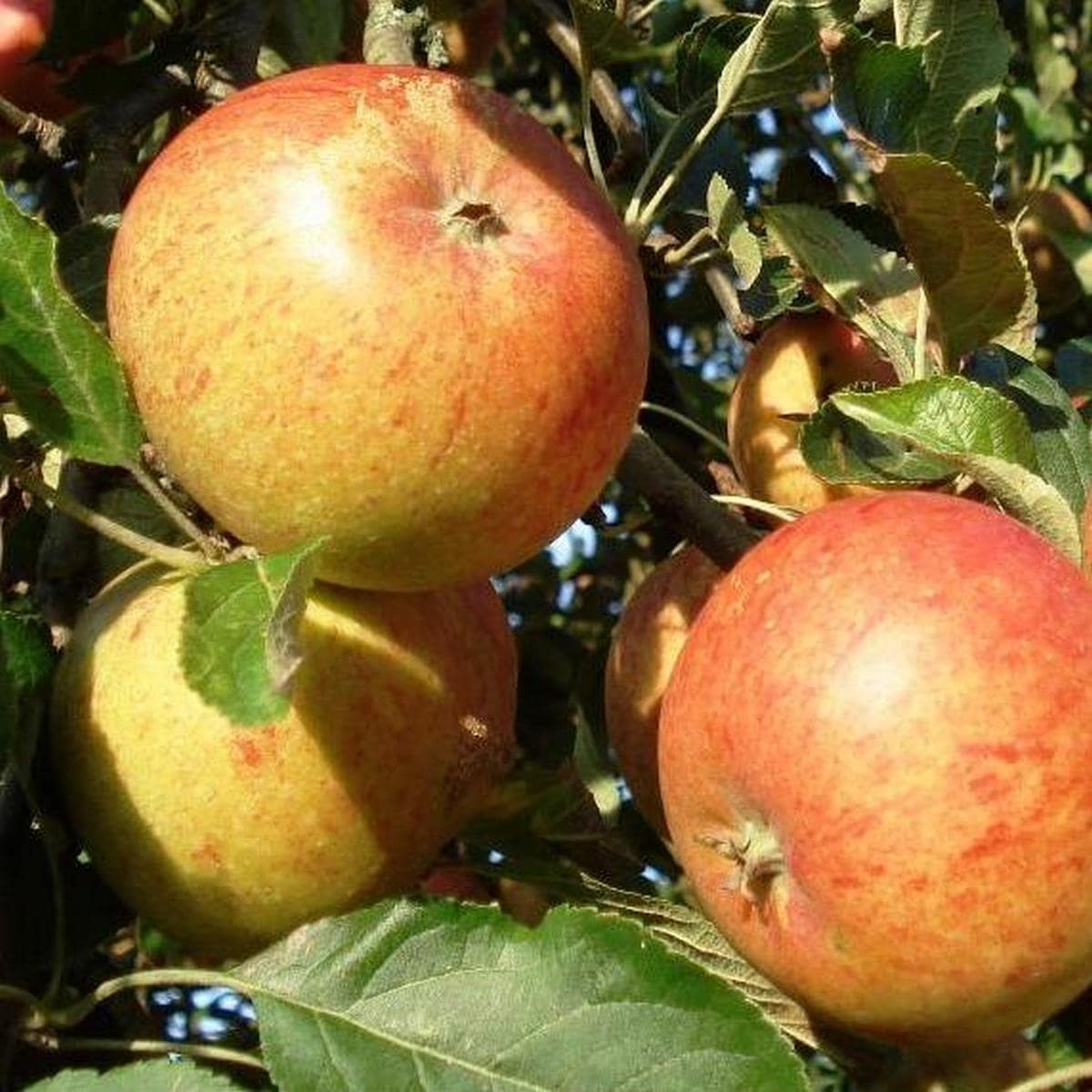 POMMIER COXS ORANGE WF (2)-min