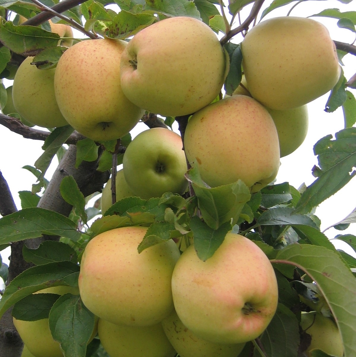 POMMIER GOLDEN DELICIOUS WF (3)-min