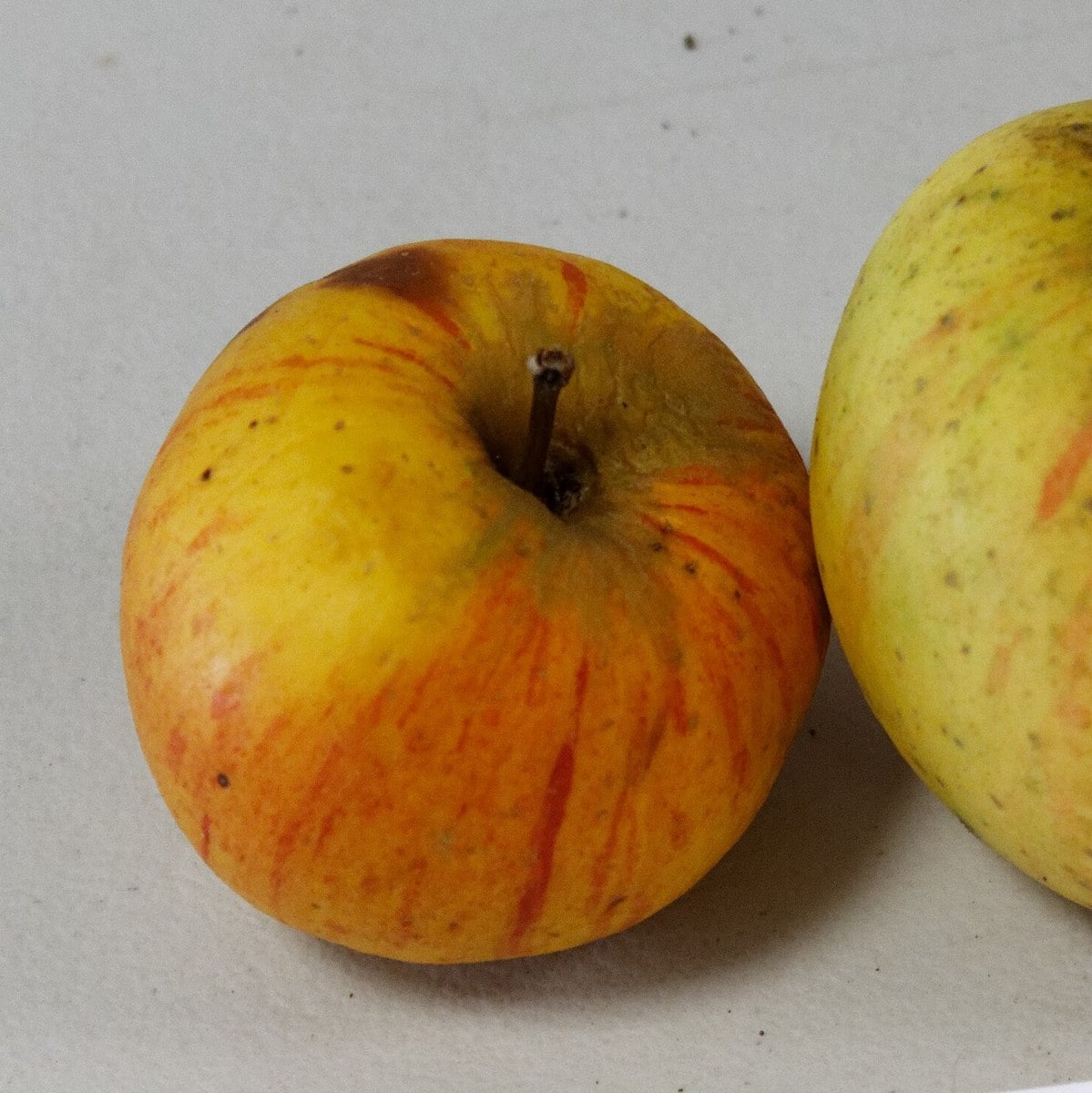 POMMIER REINE DES REINETTES WF-min