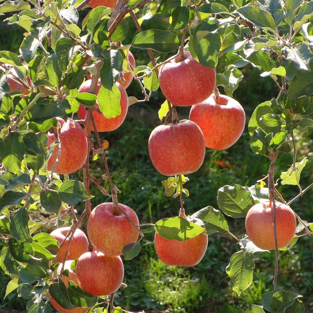 POMMIER FUJI WF-min (2)