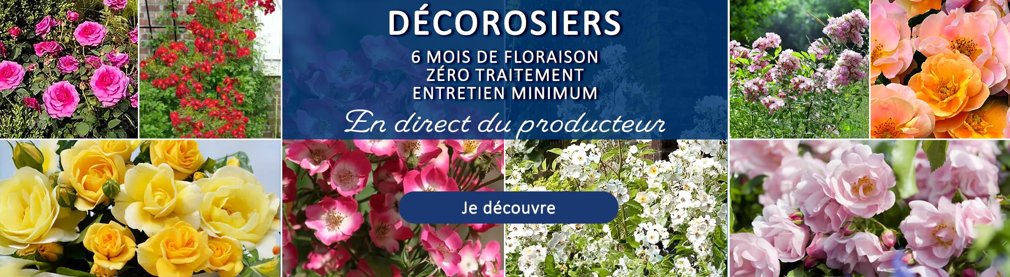 decorosiers