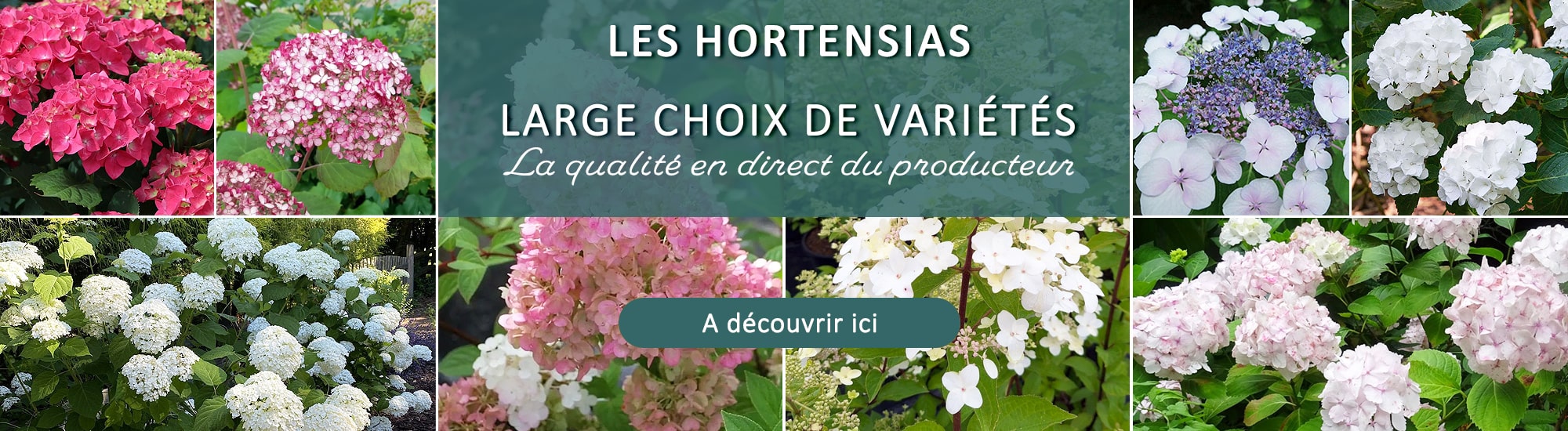 hortensia
